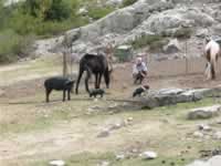 Korsika Bild 222